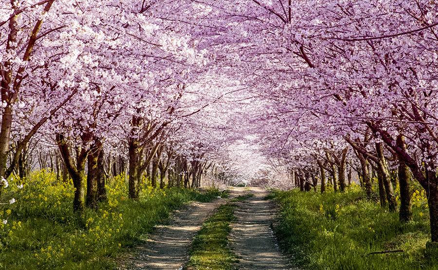 櫻花嫵媚多姿，繁花似錦，為重要觀賞之花木。